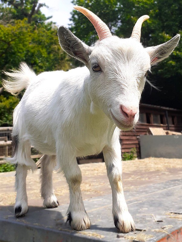 maggie-from-goats-sense-emotions-study